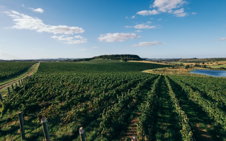 Salton e a vitivinicultura sustentável